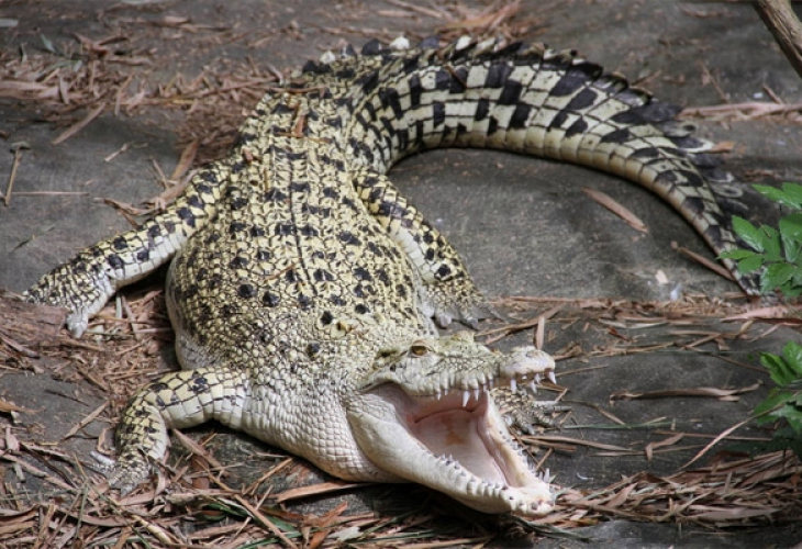 Ужасяващо Крокодил изяде майка и 5-месечното й бебе
