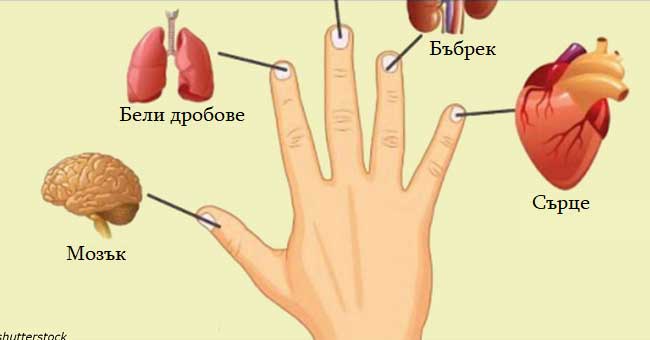 Всеки пръст е свързан с два органа