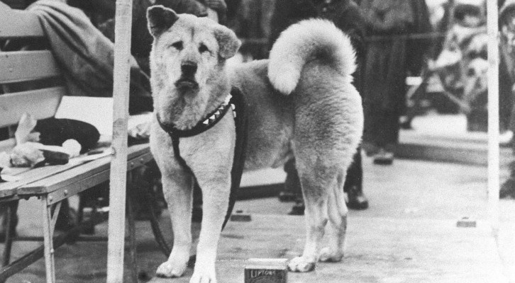 Кучето Хачико от гара Шибуя