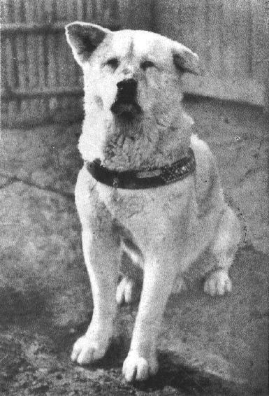 Кучето Хачико