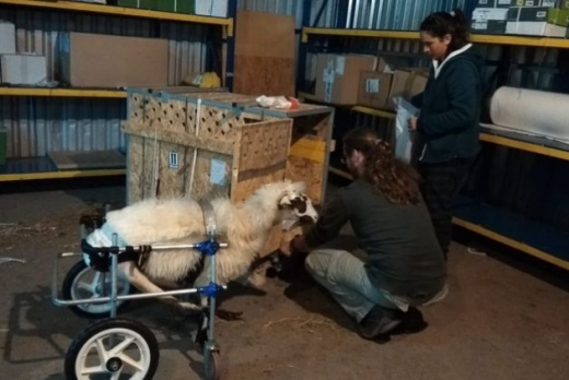 Изпратиха овца-инвалид в специална ферма за животни със специални нужди (СНИМКИ)