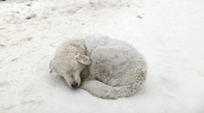 Хората намериха замръзнало в снега куче