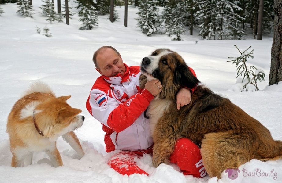 кучетата на Владимир Путин