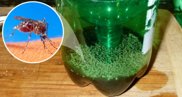Най-ефикасният капан за комари