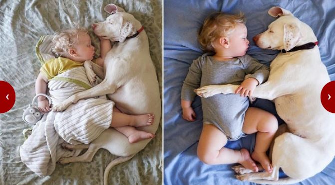 Връзката между бебетата и животните