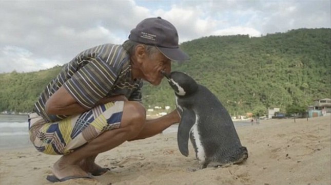 Пингвин плува 8000 км за да види човека