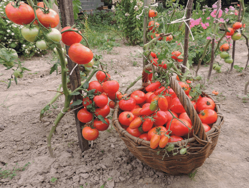 Защо е нужно да оголвате доматите