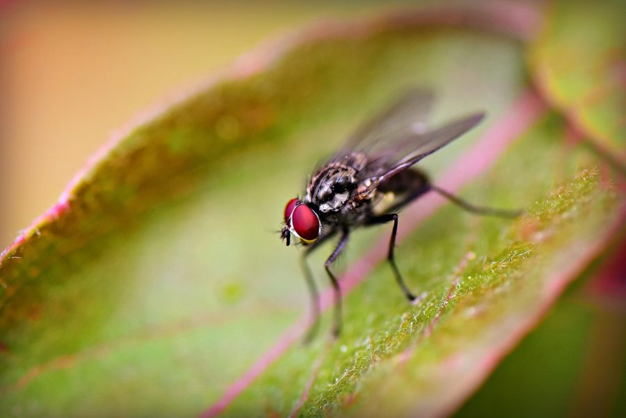 Как да се отървем от насекомите у дома