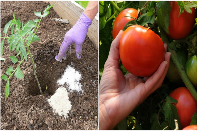 Богата реколта от домати – следвайте следните съвети!