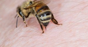 Ето какво се случва с тялото ни когато ни ужили пчела