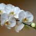 Подхранващ сироп за вашата орхидея: Не можете да го купите от цветарския магазин прави се у дома!
