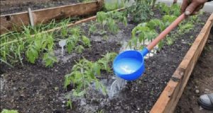 Здрава и богата реколта от домати: използвайте тези домашни торове!