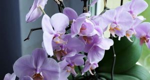 Подхранващ сироп за вашата орхидея: Няма го в аптеките приготвя се у дома! За месести листа и здрав вид:
