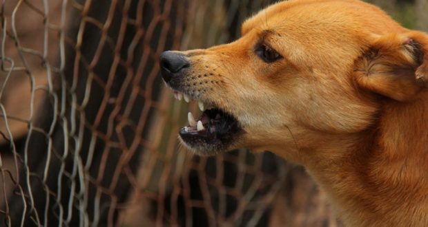 Как да отблъснете агресивните кучета?