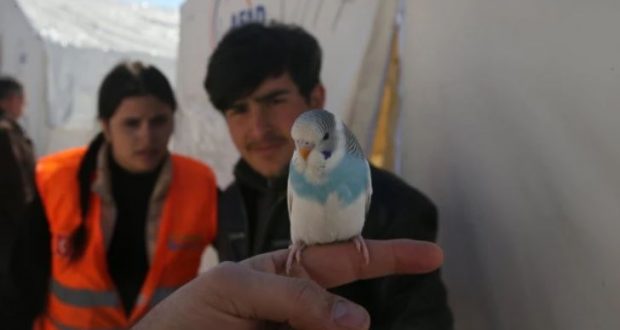 Папагал спаси семейство от земетресението в Турция. Как го направи? / СНИМКИ /