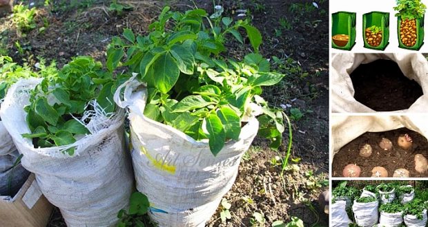 Отглеждане на картофи в чували – иновативен метод с който дори нямате нужда от градина