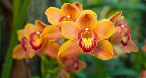 ПОЛИВАНЕ НА ОРХИДЕИ У ДОМА Много домакини обичат да отглеждат прекрасни орхидеи на первазите си, защото тези саксии изглеждат просто страхотно. И има огромно разнообразие от сортове орхидеи: от класически бели фаленопсиси и цимбидиуми до лилави ванди и цветни пафиопедилуми (венерино пантофче). Просто не е лесно да се грижиш за тях: или не цъфтят, тогава листата падат ... Здрави корени, сочни зелени листа и разкошни цъфтящи издънки са това, за което жадува всеки любител на орхидеи. В допълнение към класическите съвети за позициониране, поливане и подрязване, има още една тайна рецепта, която да гарантира, че орхидеите ще цъфтят пищно. Всичко е за лимона или по-скоро за лимоновия сок. Лимоновият сок има дезинфекционен ефект и предпазва растението от различни заболявания и вредители. Освен това лимонът съдържа много калий и витамин С, които подпомагат растежа и цъфтежа на орхидеите. Лимонът за орхидеите е просто средство за растеж на цветни стъбла, здрави корени и листа, изобилен цъфтеж. За да наторите орхидеята с лимонов сок, трябва да знаете няколко тънкости. Първо, лимоновият сок не трябва да попада върху орхидеята неразреден, в противен случай високото съдържание на киселина може да увреди растението. Второ, трябва да знаете самата рецепта за лимонов дресинг . Споделям с вас като с близка приятелка. Запишете: имате нужда от 1 чаена лъжичка лимонов сок и литър вода. Можете също да вземете суха лимонена киселина. Това ще отнеме само 1 г (това е по-малко от половин чаена лъжичка) на 1 литър вода. Смесете ги и поливайте цветето с тях 1-2 пъти на три месеца. Можете да добавите лимонена вода към чинийката, така че корените да я поемат от там. Ето още един вариант: можете да смесите 10 капки лимонов сок с 200 мл вода. Накиснете мека кърпа във вода с лимон, изцедете я и след това избършете с нея листата и корените на орхидеята. Повтаряйте тази процедура веднъж седмично и след 2 седмици ще забележите резултата! Ако започнете редовно да поливате орхидеята с вода с лимон, тогава тя ще стане по-здрава без допълнителни средства. Орхидеите реагират много добре на подкислена вода . Поливането на орхидеи у дома определено трябва да се извършва не само с вода, но и с лимонов сок. Водата с лимон върши работа. Моите 3 млади "дами", които стояха в саксия без цъфтеж за около няколко години, дадоха листа едновременно, а една особено нежна, която седеше 2 години без да мърда, най-накрая даде поне нови корени. Ефектът е мигновен, някоя се събуди след седмица, някоя след 10 дни. Започнах да я полива в началото на декември (поливане с обикновена вода, следващия път с подкиселена вода), пъпките се събудиха на отрязаната дръжка. Според мен това е най-безопасният начин да се грижим за цветята. Благодарни бяха дори тези, които вече мислех, че са изсъхнали безвъзвратно.