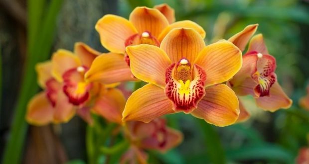 ПОЛИВАНЕ НА ОРХИДЕИ У ДОМА Много домакини обичат да отглеждат прекрасни орхидеи на первазите си, защото тези саксии изглеждат просто страхотно. И има огромно разнообразие от сортове орхидеи: от класически бели фаленопсиси и цимбидиуми до лилави ванди и цветни пафиопедилуми (венерино пантофче). Просто не е лесно да се грижиш за тях: или не цъфтят, тогава листата падат ... Здрави корени, сочни зелени листа и разкошни цъфтящи издънки са това, за което жадува всеки любител на орхидеи. В допълнение към класическите съвети за позициониране, поливане и подрязване, има още една тайна рецепта, която да гарантира, че орхидеите ще цъфтят пищно. Всичко е за лимона или по-скоро за лимоновия сок. Лимоновият сок има дезинфекционен ефект и предпазва растението от различни заболявания и вредители. Освен това лимонът съдържа много калий и витамин С, които подпомагат растежа и цъфтежа на орхидеите. Лимонът за орхидеите е просто средство за растеж на цветни стъбла, здрави корени и листа, изобилен цъфтеж. За да наторите орхидеята с лимонов сок, трябва да знаете няколко тънкости. Първо, лимоновият сок не трябва да попада върху орхидеята неразреден, в противен случай високото съдържание на киселина може да увреди растението. Второ, трябва да знаете самата рецепта за лимонов дресинг . Споделям с вас като с близка приятелка. Запишете: имате нужда от 1 чаена лъжичка лимонов сок и литър вода. Можете също да вземете суха лимонена киселина. Това ще отнеме само 1 г (това е по-малко от половин чаена лъжичка) на 1 литър вода. Смесете ги и поливайте цветето с тях 1-2 пъти на три месеца. Можете да добавите лимонена вода към чинийката, така че корените да я поемат от там. Ето още един вариант: можете да смесите 10 капки лимонов сок с 200 мл вода. Накиснете мека кърпа във вода с лимон, изцедете я и след това избършете с нея листата и корените на орхидеята. Повтаряйте тази процедура веднъж седмично и след 2 седмици ще забележите резултата! Ако започнете редовно да поливате орхидеята с вода с лимон, тогава тя ще стане по-здрава без допълнителни средства. Орхидеите реагират много добре на подкислена вода . Поливането на орхидеи у дома определено трябва да се извършва не само с вода, но и с лимонов сок. Водата с лимон върши работа. Моите 3 млади "дами", които стояха в саксия без цъфтеж за около няколко години, дадоха листа едновременно, а една особено нежна, която седеше 2 години без да мърда, най-накрая даде поне нови корени. Ефектът е мигновен, някоя се събуди след седмица, някоя след 10 дни. Започнах да я полива в началото на декември (поливане с обикновена вода, следващия път с подкиселена вода), пъпките се събудиха на отрязаната дръжка. Според мен това е най-безопасният начин да се грижим за цветята. Благодарни бяха дори тези, които вече мислех, че са изсъхнали безвъзвратно.
