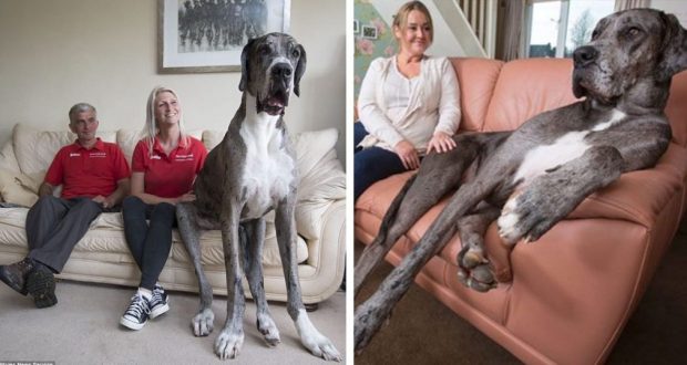 Запознайте се с Фреди – най-голямото куче в света което е високо над 2 метра (Снимки)