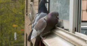 Поличба: Ето какво означава ако гълъб кацне на прозореца ви!