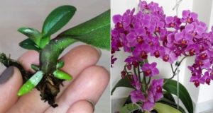 Дори най-спаружената и умираща орхидея ще се върне към живота с тези 5 бързи стъпки: