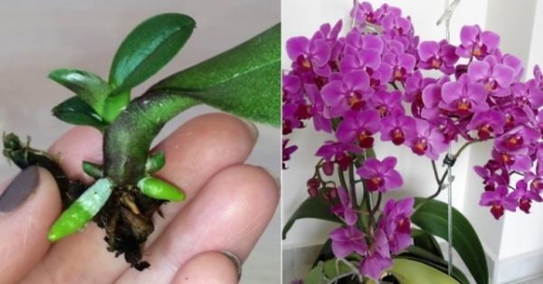 Дори най-спаружената и умираща орхидея ще се върне към живота с тези 5 бързи стъпки: