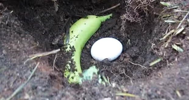 Съседите ми се чудят защо поставям банан и яйце до корените на растенията в градината но аз знам че после реколтата ще е богата
