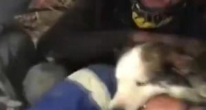 Кучето Алекс оцеля под отломките в Антакия цели 23 дни след земетресението