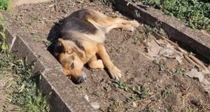 Почина българският Хачико - кучето което отказваше да напусне гроба на стопанина си