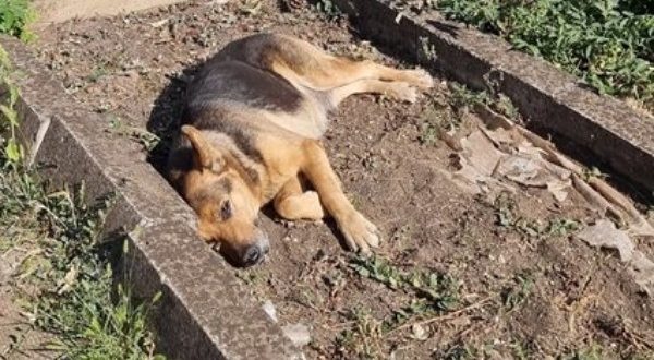 Почина българският Хачико - кучето което отказваше да напусне гроба на стопанина си