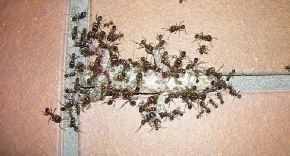 За борба с мравки бълхи и хлебарки: 12 начина да ги разкарате завинаги от дома си
