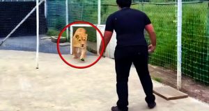 Лъвица вижда мъжа който я е спасил пред 7 г. Вижте реакцията й: (видео)