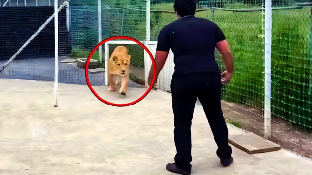 Лъвица вижда мъжа който я е спасил пред 7 г. Вижте реакцията й: (видео)