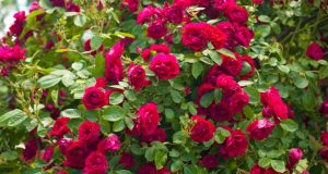 Трик от чичо-градинар: Ако искате розите да натежат от цвят направете точно това с тях през пролетта винаги ми помага идеално!