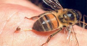 Когато ви ужили пчела оса или стършел просто направете това и проблеми няма да имате
