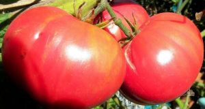 Ето как да отгледате едри домати които не се напукват