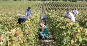 Нашенка берачка на грозде в Италия: Това е истината за гурбета и колко пари се изкарват