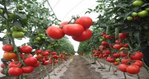 Всеки градинар който иска здрави и хубави домати трябва да знае за този разтвор с оцет