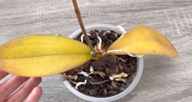 Спасете умиращата орхидея с малко канела! Ще пусне нови листа и ще си върне красотата: