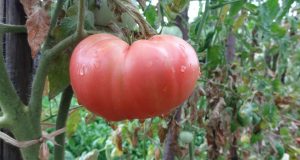 Доматите обичат коприва! Направете ТОВА и ще ядете най-вкусните и чисти домати