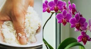 Шепа ОРИЗ и орхидеята се пръска от цветове! И с години да не е цъфтяла веднага пуска цветонос:
