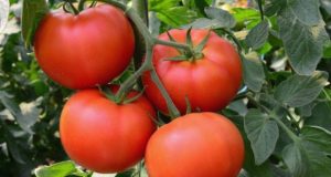 Отличен домашен тор който ще удвои вашата реколта от домати. Ще раздавате на съседите