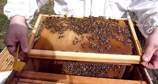 Въздухът от кошер с пчели лекува рак