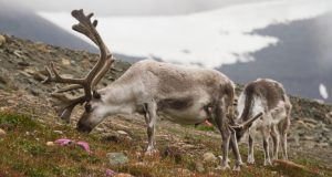 В Норвегия убиха 40 северни елена за да не пасат в Русия