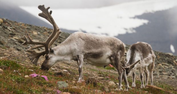 В Норвегия убиха 40 северни елена за да не пасат в Русия