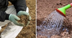 Обеззаразяване на почвата в края на сезона - унищожете инфекцията до корен!