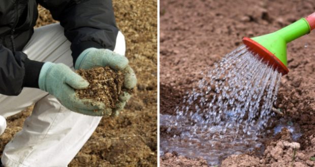 Обеззаразяване на почвата в края на сезона - унищожете инфекцията до корен!
