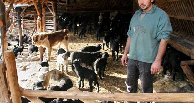 Историята на братята Сидер и Атила които спасиха изчезващите карачански овце и кучета