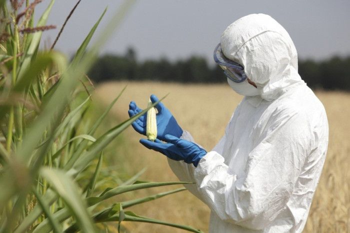 Българите боледуват заради турска мая и ГМО пшеница: Вече е ясно откъде тръгват доста лоши заболявания за които никъде не се говори