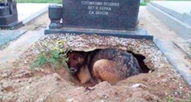 Кучето отказва да напусне гроба – тогава една жена се приближава и открива истината